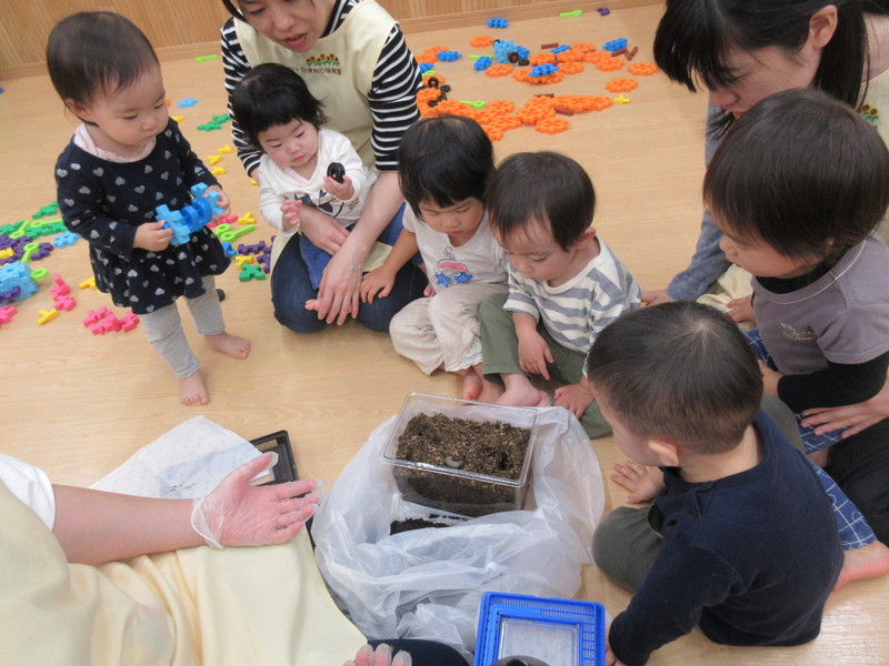  カブトムシさんの幼虫大きくなってたよ✨