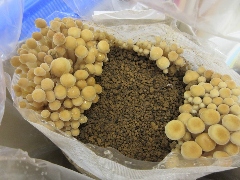  えのき栽培１０日目🍄
