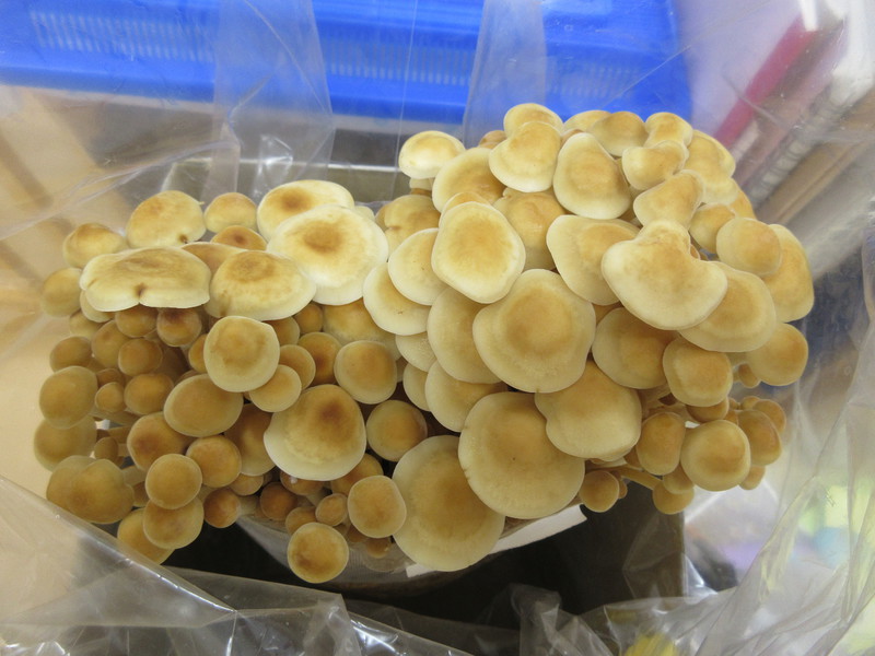  えのき栽培12日目🍄