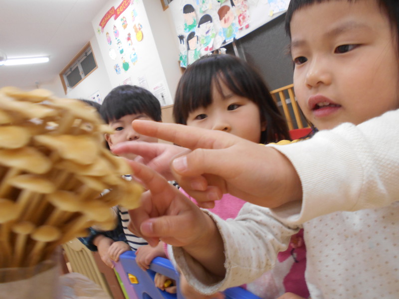  いよいよえのきの収穫🍄