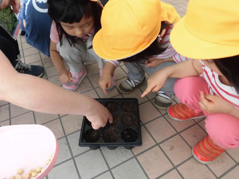  ひまわりの種も指で穴をあけて、そっと植えたよ🌻
