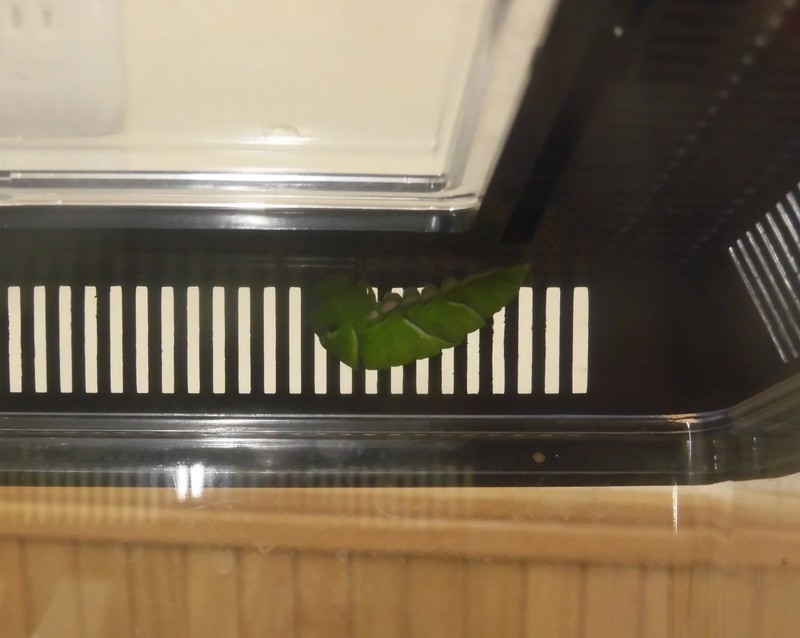  さなぎになる準備をはじめました！