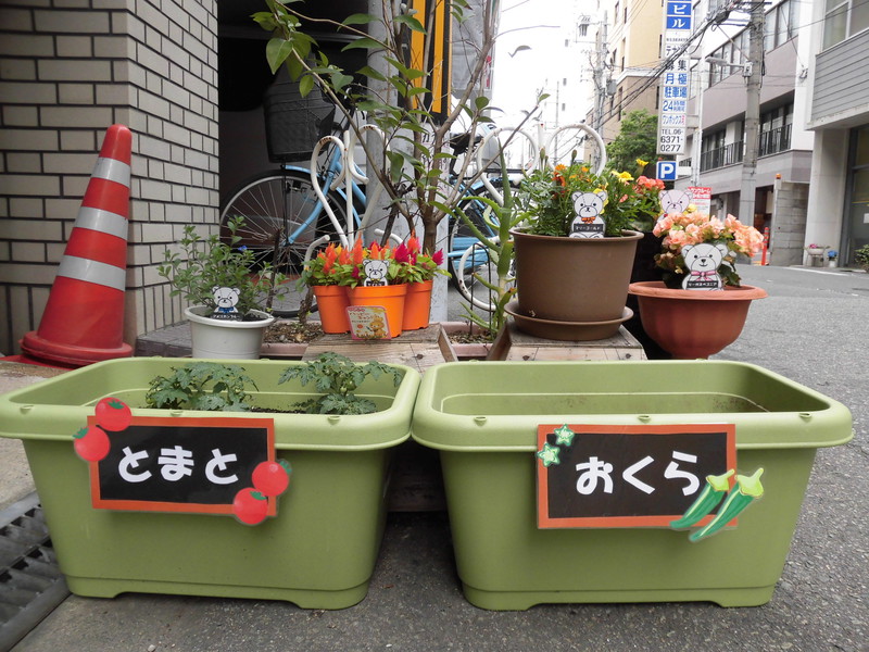  オクラが仲間入り🌻