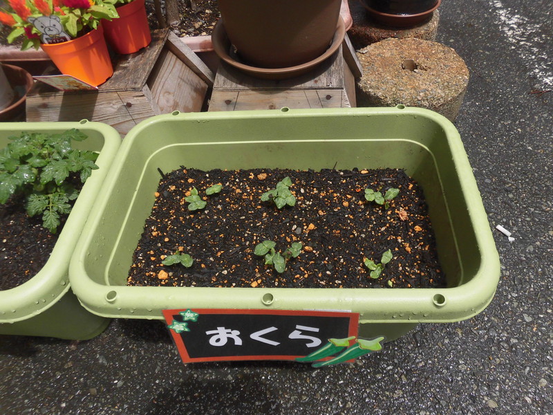  オクラの芽がでてきました🍃