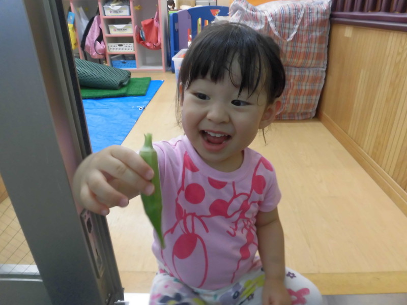  オクラが採れたよーっ😃