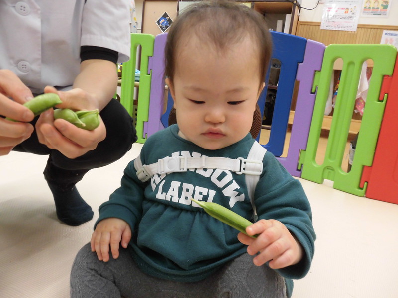  こ、これがエンドウ豆ね👀✨