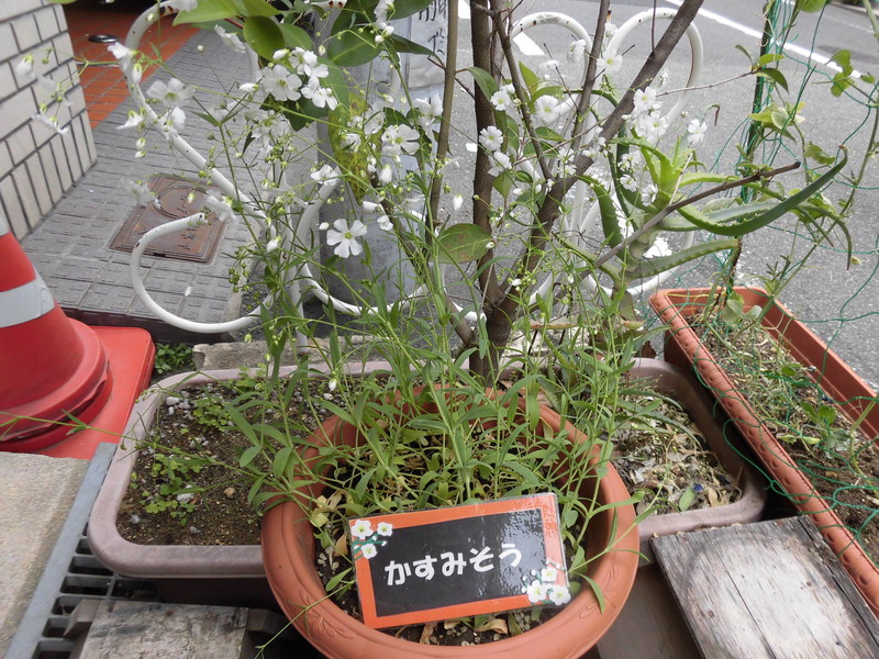  かわいいかすみ草が満開です🌼