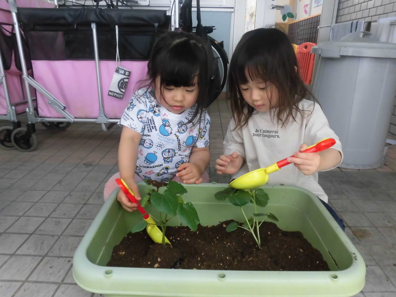  オクラを植えたよ🍃
