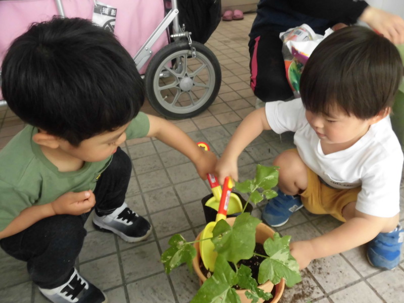  朝顔の植え替えもしたよ🌼