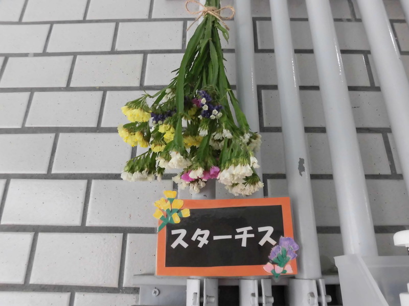  種から育てたスターチスをドライフラワーに🌼