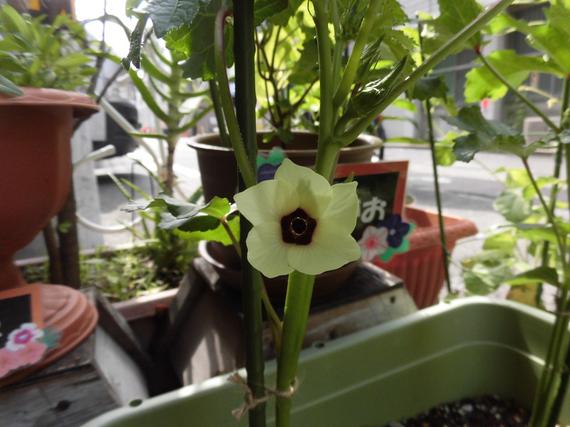  オクラの花が咲きました🌼