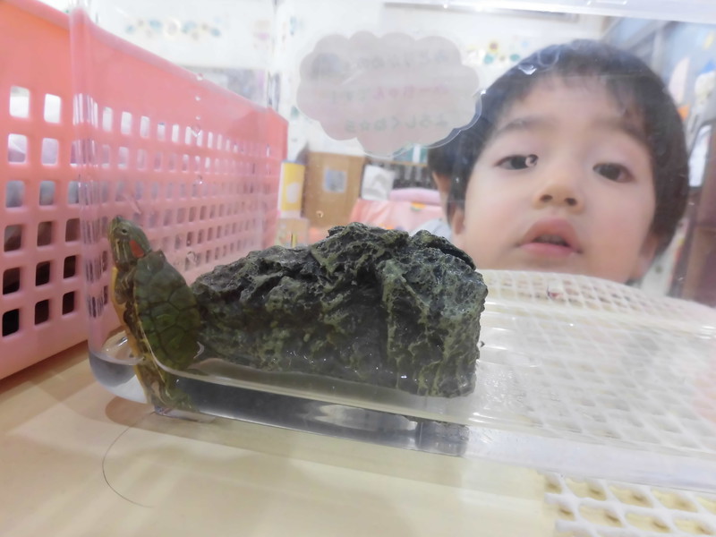 「みーちゃん何してるー？🐢」