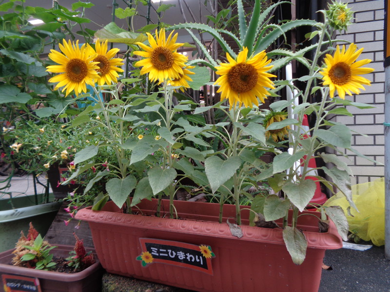 ひまわりが満開です🌻