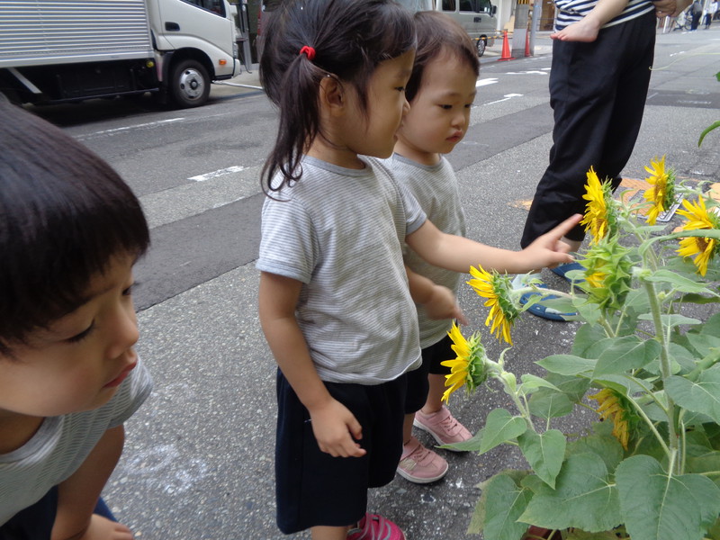 綺麗に咲いて嬉しいね🌻🎵